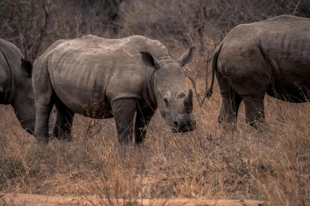 Tshukudu Game Lodge Hoedspruit Eksteriør bilde
