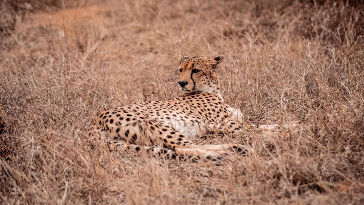 Tshukudu Game Lodge Hoedspruit Eksteriør bilde
