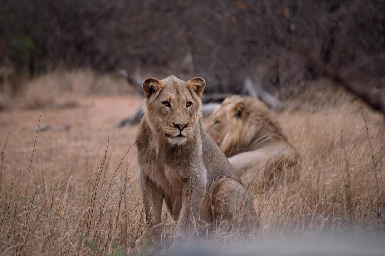Tshukudu Game Lodge Hoedspruit Eksteriør bilde
